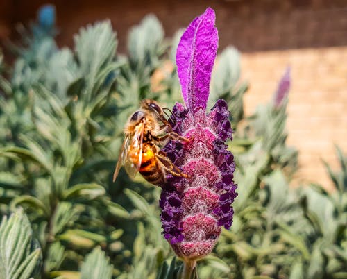 蜜蜂的特写摄影栖息在紫色的小花 · 免费素材图片