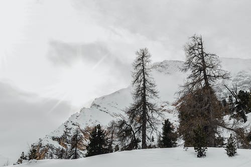 整个白雪皑皑的山峰上的黑枯的树 · 免费素材图片