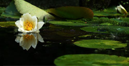 水面上的白花 · 免费素材图片