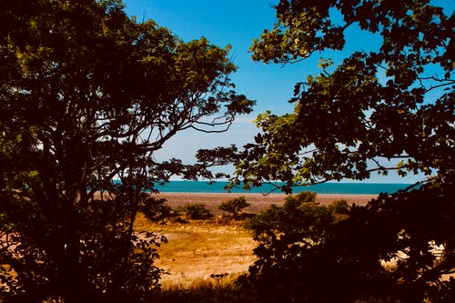 穿过树木的景色 · 免费素材图片