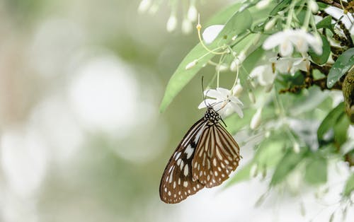 棕色和白色的蝴蝶，在白花上 · 免费素材图片