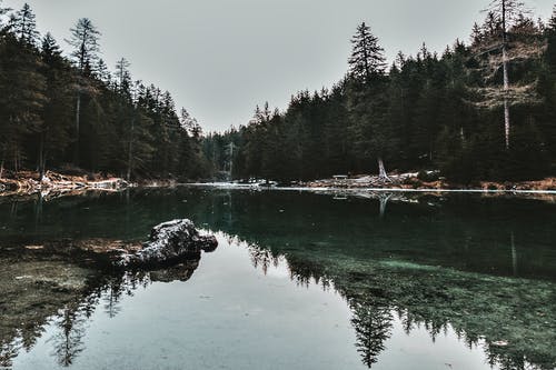 树木茂密的水面 · 免费素材图片