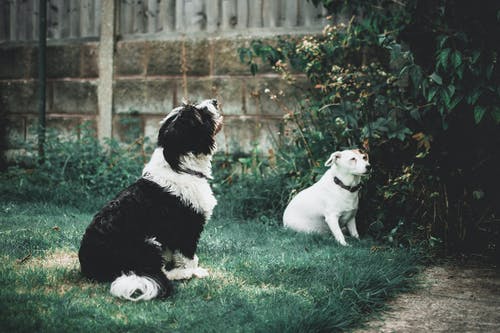 黑色和白色边境牧羊犬幼犬 · 免费素材图片