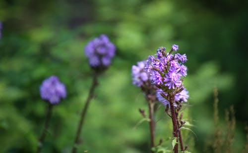 紫色花朵浅焦点摄影 · 免费素材图片