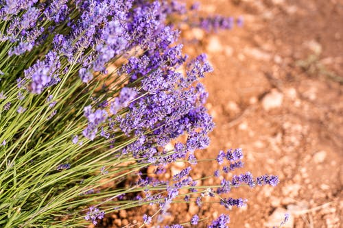 紫色的花簇 · 免费素材图片