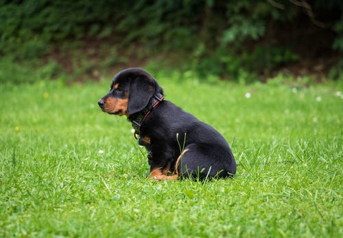 黑色和棕色罗威纳幼犬 · 免费素材图片