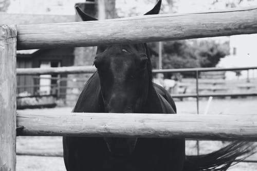 一匹马的单色照片 · 免费素材图片
