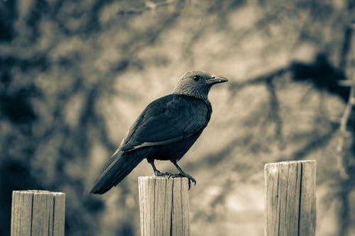 黑乌鸦站在木栅栏上 · 免费素材图片