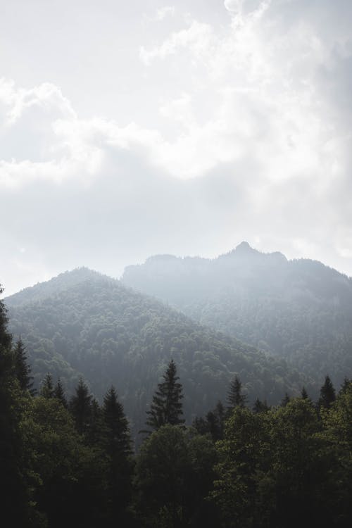 山附近的松树照片 · 免费素材图片