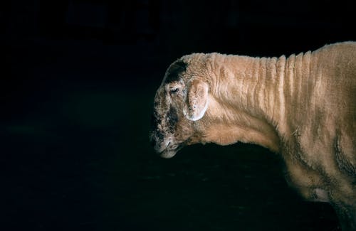 黑色背景短毛动物摄影 · 免费素材图片