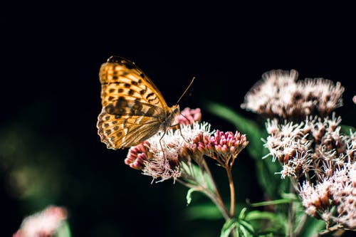 棕色蝴蝶栖息在粉红色的花 · 免费素材图片