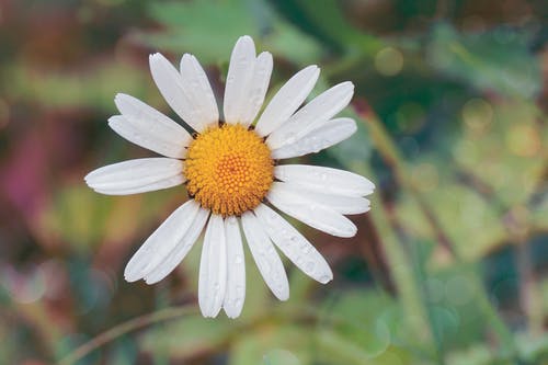 白雏菊花与水露 · 免费素材图片