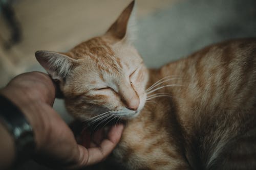 人抚摸橙色虎斑猫 · 免费素材图片