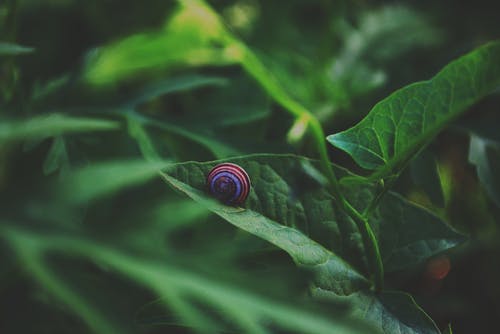 绿叶植物上的蓝色和棕色蜗牛 · 免费素材图片
