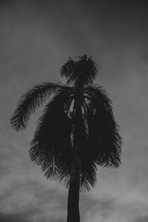 树的灰度摄影 · 免费素材图片
