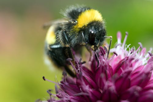 黄色和黑色蜜蜂在粉红色的花瓣花上 · 免费素材图片
