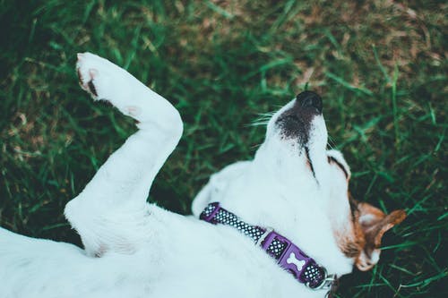 躺在绿草的白狗的浅焦点摄影 · 免费素材图片