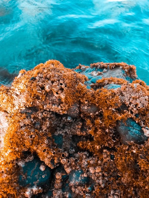 棕色珊瑚 · 免费素材图片