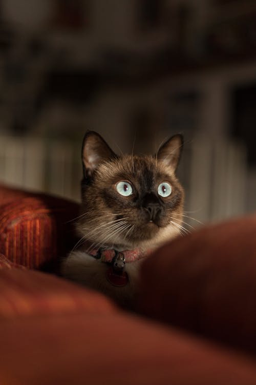 红领暹罗猫 · 免费素材图片