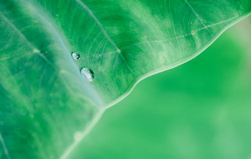 水滴在绿叶上的微距摄影 · 免费素材图片