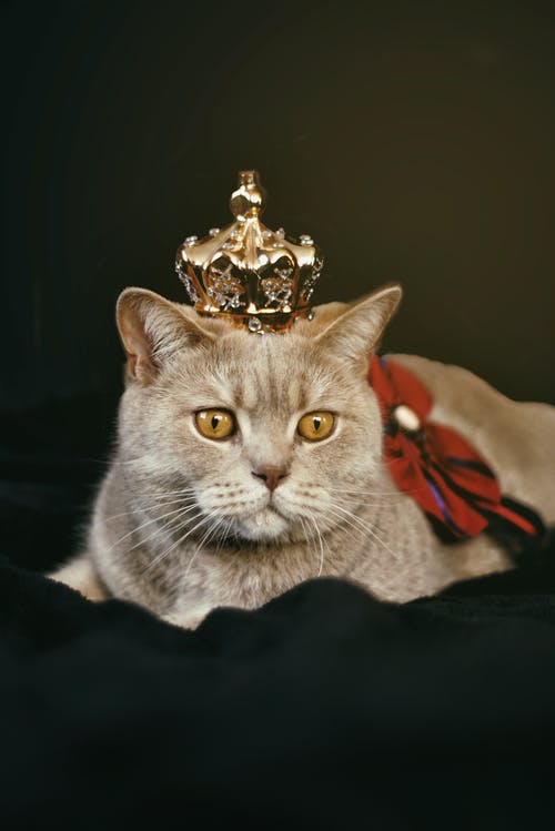 金色皇冠米色猫 · 免费素材图片