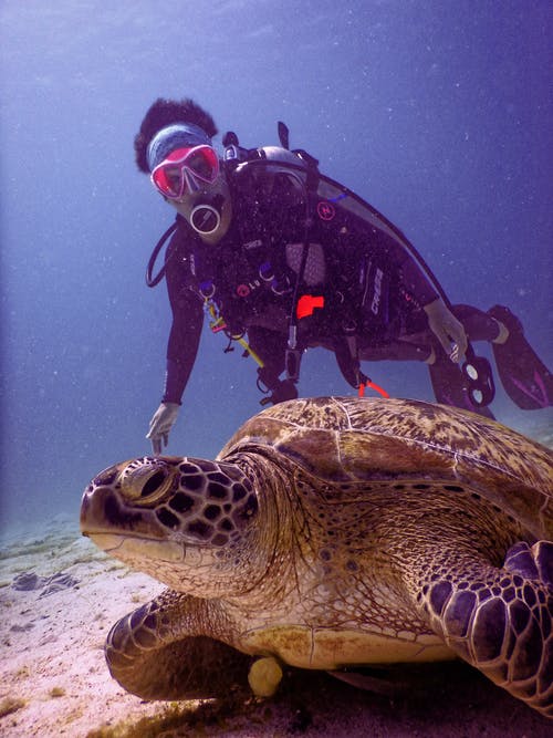 布朗龟附近的潜水员 · 免费素材图片