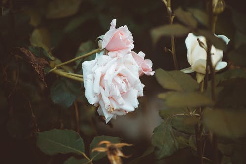 白玫瑰照片 · 免费素材图片