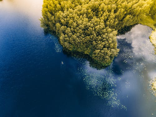 水体附近的树木 · 免费素材图片
