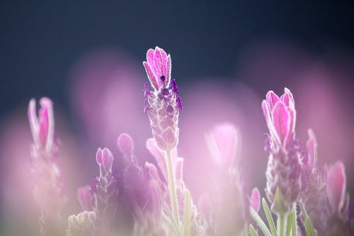 紫色法国薰衣草特写摄影 · 免费素材图片