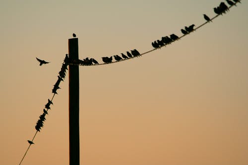 群鸟栖息在邮政电缆 · 免费素材图片
