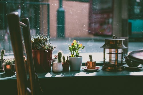 靠近窗户的白锅绿叶植物 · 免费素材图片