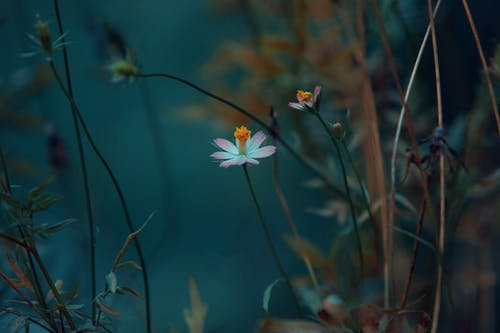 盛开的花瓣花的特写摄影 · 免费素材图片