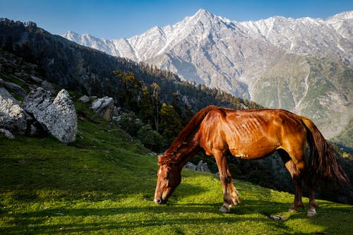 匹棕色的马站在灰色的山 · 免费素材图片