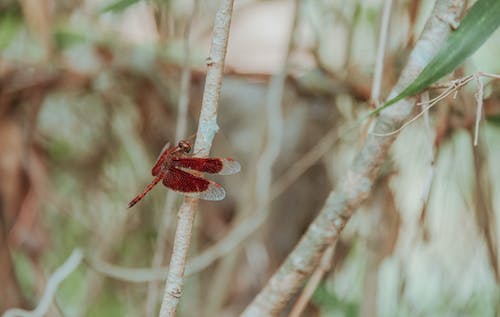 棕色蜻蜓 · 免费素材图片