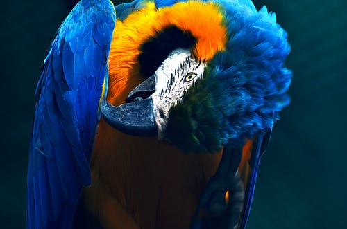 蓝色和黄色的金刚鹦鹉鹦鹉 · 免费素材图片