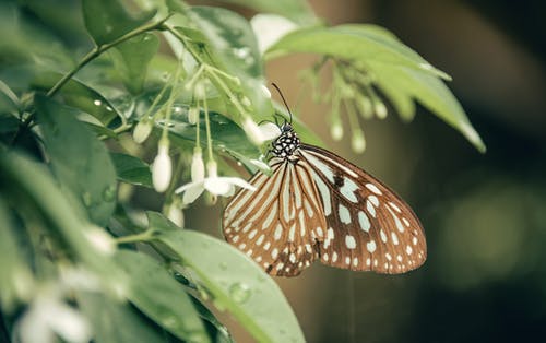棕色和白色的蝴蝶栖息在白色花瓣上 · 免费素材图片