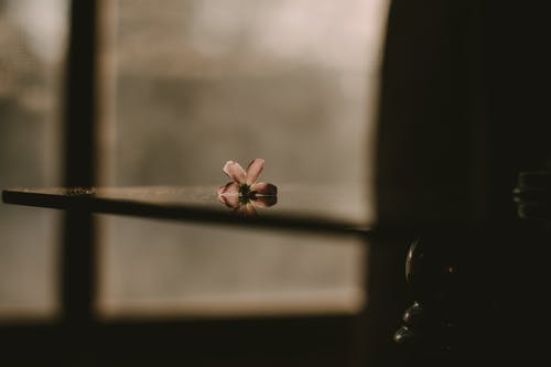 在黑暗的房间里的桌子上的花瓣花 · 免费素材图片
