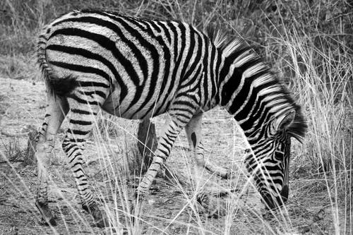斑马的灰度照片 · 免费素材图片