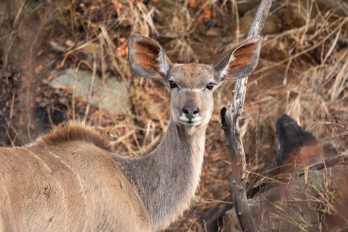 站在草丛中的棕色鹿 · 免费素材图片