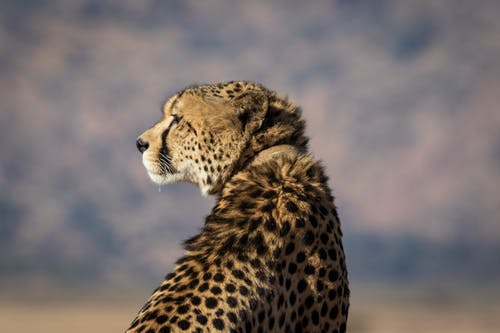 棕色和黑色猎豹的选择性聚焦摄影 · 免费素材图片