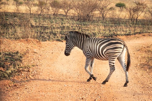 斑马走过通路的野生动物摄影 · 免费素材图片