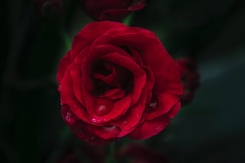 红玫瑰浅焦点摄影 · 免费素材图片
