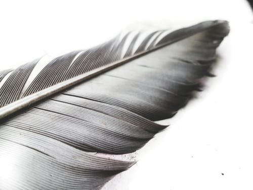 羽毛的灰度照片 · 免费素材图片