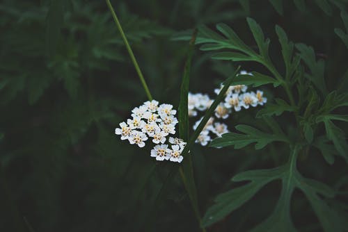 白色花瓣花的选择性聚焦摄影 · 免费素材图片