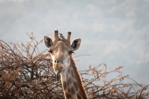 长颈鹿显示它的舌头 · 免费素材图片