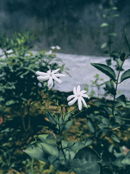 绿叶白色花瓣花的精选聚焦照片 · 免费素材图片