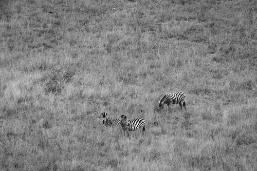三匹斑马的野生动物摄影 · 免费素材图片