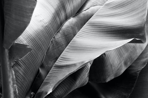 香蕉叶的灰度照片 · 免费素材图片