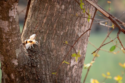 在木头上的橙色和白色蜘蛛 · 免费素材图片