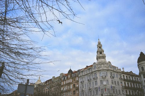 白色大楼附近的裸树 · 免费素材图片